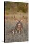 White-Tailed Deer Buck and Fawn in Field, Texas, USA-Larry Ditto-Stretched Canvas
