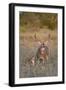 White-Tailed Deer Buck and Fawn in Field, Texas, USA-Larry Ditto-Framed Photographic Print