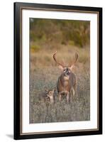 White-Tailed Deer Buck and Fawn in Field, Texas, USA-Larry Ditto-Framed Photographic Print