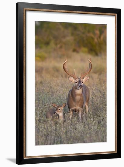 White-Tailed Deer Buck and Fawn in Field, Texas, USA-Larry Ditto-Framed Photographic Print