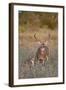 White-Tailed Deer Buck and Fawn in Field, Texas, USA-Larry Ditto-Framed Photographic Print