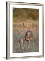 White-Tailed Deer Buck and Fawn in Field, Texas, USA-Larry Ditto-Framed Photographic Print