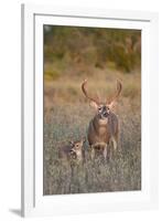 White-Tailed Deer Buck and Fawn in Field, Texas, USA-Larry Ditto-Framed Photographic Print