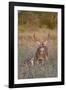 White-Tailed Deer Buck and Fawn in Field, Texas, USA-Larry Ditto-Framed Photographic Print