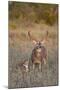 White-Tailed Deer Buck and Fawn in Field, Texas, USA-Larry Ditto-Mounted Photographic Print