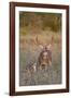 White-Tailed Deer Buck and Fawn in Field, Texas, USA-Larry Ditto-Framed Photographic Print