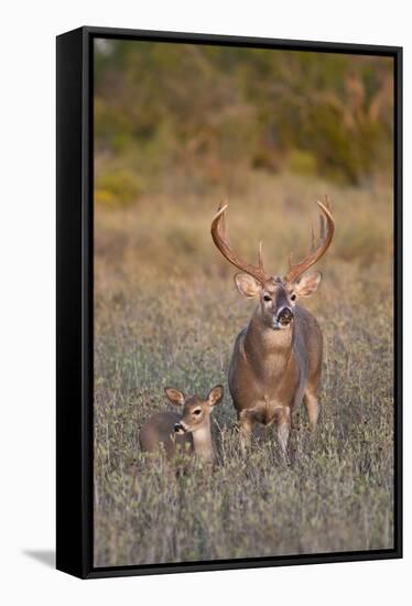 White-Tailed Deer Buck and Fawn in Field, Texas, USA-Larry Ditto-Framed Stretched Canvas