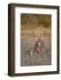 White-Tailed Deer Buck and Fawn in Field, Texas, USA-Larry Ditto-Framed Photographic Print