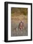 White-Tailed Deer Buck and Fawn in Field, Texas, USA-Larry Ditto-Framed Photographic Print