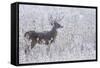 White-tailed deer buck frosty winter morning.-Ken Archer-Framed Stretched Canvas