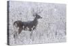 White-tailed deer buck frosty winter morning.-Ken Archer-Stretched Canvas