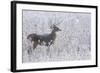 White-tailed deer buck frosty winter morning.-Ken Archer-Framed Photographic Print