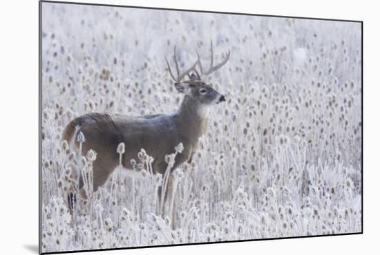 White-tailed deer buck frosty winter morning.-Ken Archer-Mounted Photographic Print