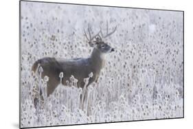 White-tailed deer buck frosty winter morning.-Ken Archer-Mounted Photographic Print