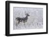 White-tailed deer buck frosty winter morning.-Ken Archer-Framed Photographic Print