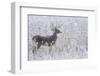 White-tailed deer buck frosty winter morning.-Ken Archer-Framed Photographic Print