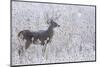 White-tailed deer buck frosty winter morning.-Ken Archer-Mounted Photographic Print
