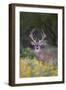 White-tailed Deer buck in early autumn wildflowers-Larry Ditto-Framed Premium Photographic Print