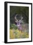 White-tailed Deer buck in early autumn wildflowers-Larry Ditto-Framed Premium Photographic Print