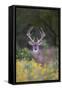 White-tailed Deer buck in early autumn wildflowers-Larry Ditto-Framed Stretched Canvas