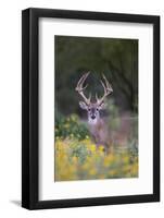 White-tailed Deer buck in early autumn wildflowers-Larry Ditto-Framed Photographic Print