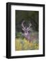 White-tailed Deer buck in early autumn wildflowers-Larry Ditto-Framed Photographic Print