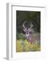 White-tailed Deer buck in early autumn wildflowers-Larry Ditto-Framed Photographic Print