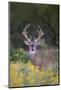 White-tailed Deer buck in early autumn wildflowers-Larry Ditto-Mounted Photographic Print