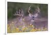 White-tailed Deer buck in early autumn wildflowers-Larry Ditto-Framed Photographic Print