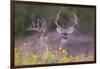 White-tailed Deer buck in early autumn wildflowers-Larry Ditto-Framed Photographic Print