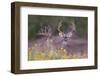 White-tailed Deer buck in early autumn wildflowers-Larry Ditto-Framed Photographic Print