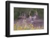 White-tailed Deer buck in early autumn wildflowers-Larry Ditto-Framed Photographic Print