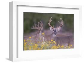 White-tailed Deer buck in early autumn wildflowers-Larry Ditto-Framed Photographic Print