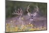 White-tailed Deer buck in early autumn wildflowers-Larry Ditto-Mounted Photographic Print