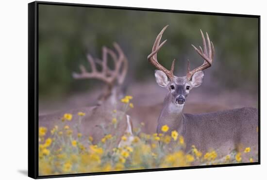 White-tailed Deer buck in early autumn wildflowers-Larry Ditto-Framed Stretched Canvas