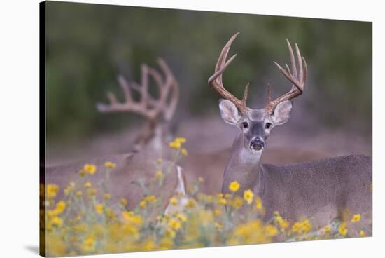 White-tailed Deer buck in early autumn wildflowers-Larry Ditto-Stretched Canvas