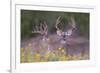 White-tailed Deer buck in early autumn wildflowers-Larry Ditto-Framed Photographic Print