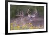 White-tailed Deer buck in early autumn wildflowers-Larry Ditto-Framed Photographic Print