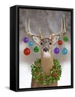White-Tailed Deer Buck in Winter Snow with Christmas-null-Framed Stretched Canvas
