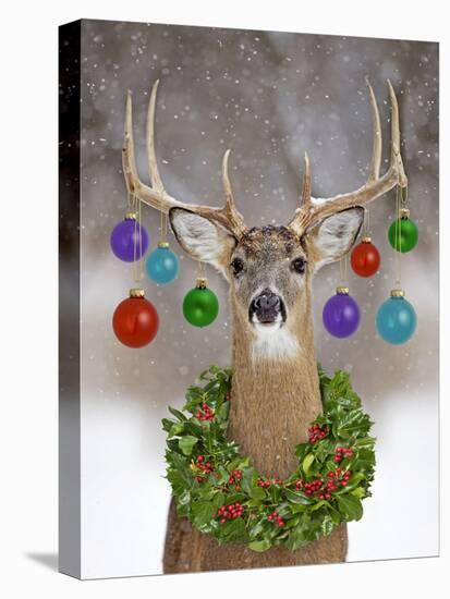 White-Tailed Deer Buck in Winter Snow with Christmas-null-Stretched Canvas