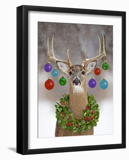 White-Tailed Deer Buck in Winter Snow with Christmas-null-Framed Photographic Print