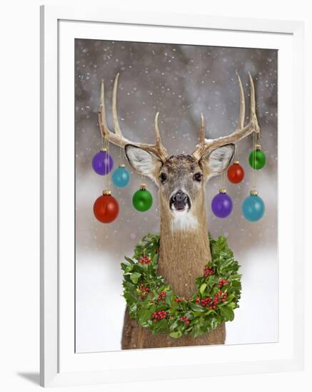 White-Tailed Deer Buck in Winter Snow with Christmas-null-Framed Photographic Print