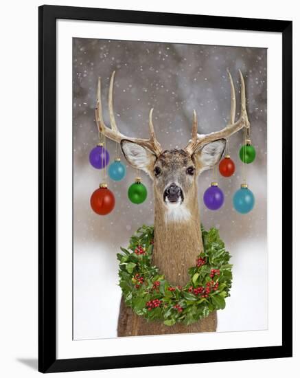 White-Tailed Deer Buck in Winter Snow with Christmas-null-Framed Photographic Print