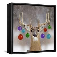 White-Tailed Deer Buck in Winter Snow-null-Framed Stretched Canvas