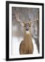 White-Tailed Deer Buck in Winter Snow-null-Framed Photographic Print