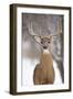 White-Tailed Deer Buck in Winter Snow-null-Framed Photographic Print