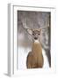 White-Tailed Deer Buck in Winter Snow-null-Framed Photographic Print