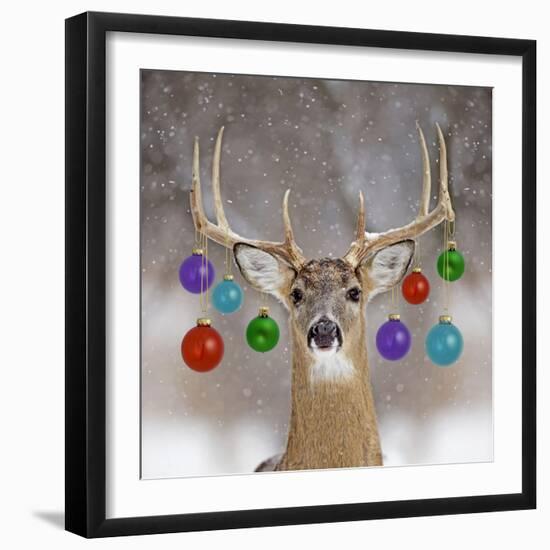 White-Tailed Deer Buck in Winter Snow-null-Framed Photographic Print