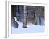 White-Tailed Deer Buck, Tettegouche State Park, Minnesota, USA-Maresa Pryor-Framed Photographic Print