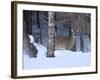 White-Tailed Deer Buck, Tettegouche State Park, Minnesota, USA-Maresa Pryor-Framed Photographic Print